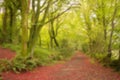 Red walkway amidst trees