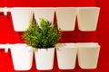 Red wall with flower pots where growing green plant, happy spring Royalty Free Stock Photo