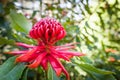 Red Waratah flower blossoming on blurred background. Royalty Free Stock Photo