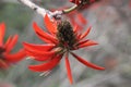 Red Waratah Flower on the Fernleigh Track Royalty Free Stock Photo