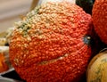 Red Warty Thing, Cucurbita maxima