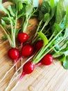 Red washed radishes on a wooden table Royalty Free Stock Photo