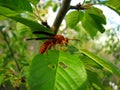 Red Wasp Royalty Free Stock Photo