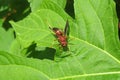 Red wasp on green leafs in the garden