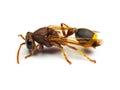 Red Wasp Hornet isolated on white background. Royalty Free Stock Photo