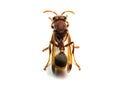 Red Wasp Hornet isolated on white background. Royalty Free Stock Photo