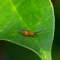 Red Wasp Royalty Free Stock Photo