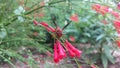 Red Wasp on Trumpet Flower Royalty Free Stock Photo