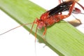 Red wasp Royalty Free Stock Photo