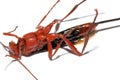 Red wasp Royalty Free Stock Photo