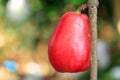 A red water apple fruit on a tree. Fresh juicy fruit. Fruit of love concept. Harvest season. Royalty Free Stock Photo