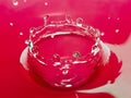 Red water bowl Royalty Free Stock Photo