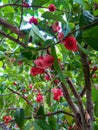 Red water guava on a dense tree