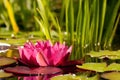 Red water lily Royalty Free Stock Photo