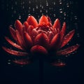 Red water lily with dew drops on a dark background. Royalty Free Stock Photo