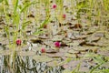 Red water lily Gryt Archipelago Sweden Royalty Free Stock Photo