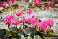 Red water lily in lake Royalty Free Stock Photo