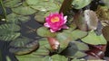 Red water lily and leaves