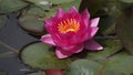 Red water lily and leaves