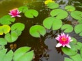 Red water lily lotus flower and green leaves Royalty Free Stock Photo