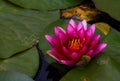 Red water lily lotus flower in the pond Royalty Free Stock Photo