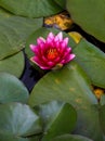 Red water lily lotus flower in the pond Royalty Free Stock Photo