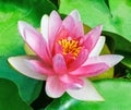 Red water lily Royalty Free Stock Photo