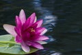 Red water lily. A nymphaean water lily, on the surface of a reservoir. Close-up Royalty Free Stock Photo