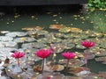 Red Water lily Plantae, Sacred Lotus, Bean of India, Nelumbo, NELUMBONACEAE name flower in pond Large flowers oval buds Pink Royalty Free Stock Photo