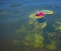 Red water lily with reflection Royalty Free Stock Photo