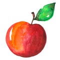 Red watercolor apple on a white background Royalty Free Stock Photo