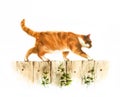 Red watercolor cat walks on the fence illustration