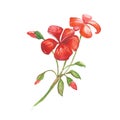 Red Watercolor flower. Royalty Free Stock Photo