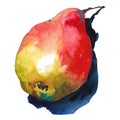 Red Watercolor Pear. Fruit watercolor illustration on white background