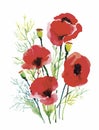 Red watercolor poppies flowers on white background.