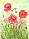 Red watercolor poppies illustration, hand drawn flowers