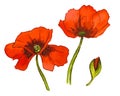 Set of Red watercolor poppy flowers. Vector illustration Royalty Free Stock Photo