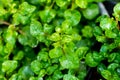 Red watercress organic plant vegetables Royalty Free Stock Photo