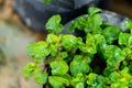 Red watercress organic plant vegetables Royalty Free Stock Photo