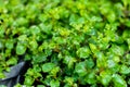 Red watercress organic plant vegetables Royalty Free Stock Photo