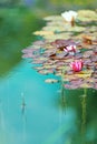 Red waterlily in garden pond vertical Royalty Free Stock Photo