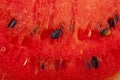 Red watermelon texture as background. Royalty Free Stock Photo