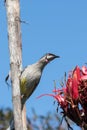 Red Wattle Bird feeding on nectar Royalty Free Stock Photo