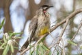 Red Wattle Bird Royalty Free Stock Photo