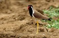 Red wattled lapwing Royalty Free Stock Photo