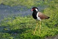 Red-Wattled Lapwing