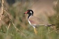 Red-wattled lapwing Royalty Free Stock Photo