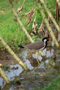 Red-wattled lapwing is an Asian lapwing or large plover, a wader in the family Charadriidae