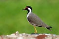 Red-wattled lapwing