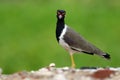 Red-wattled lapwing